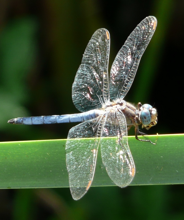 probabile Orthetrum coerulescens